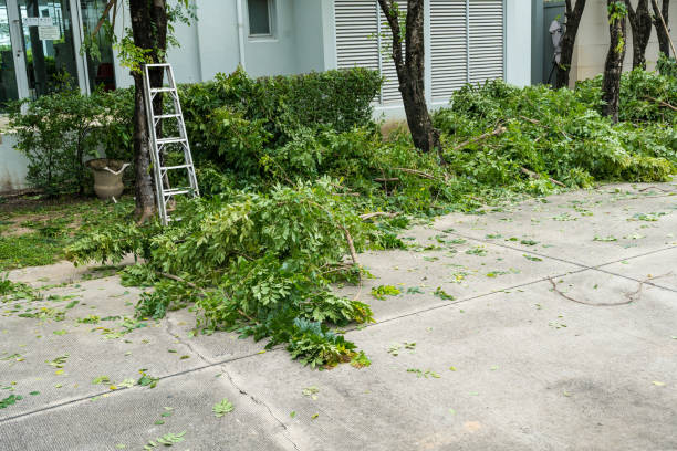 Best Tree Care Services  in USA